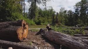 How Our Tree Care Process Works  in  Magalia, CA