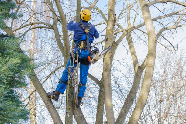 Best Hedge Trimming  in Magalia, CA