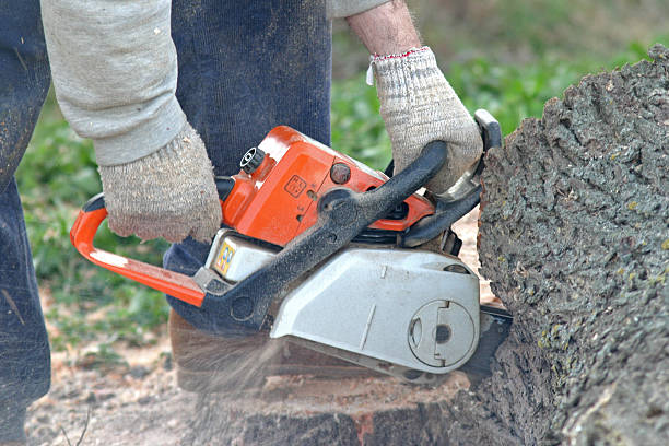 Professional Tree Care in Magalia, CA
