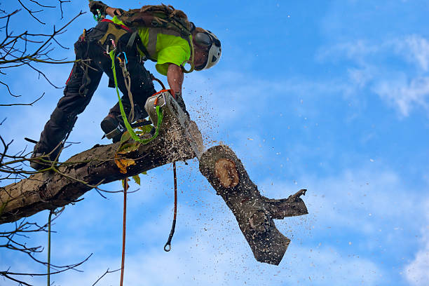 Best Tree Disease Treatment  in Magalia, CA