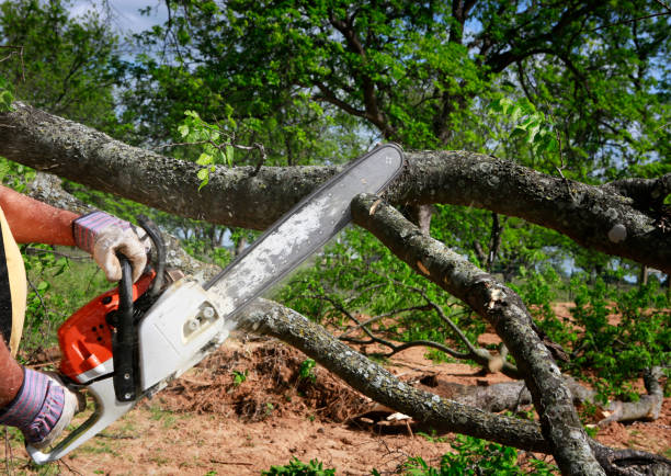 Best Tree and Shrub Care  in Magalia, CA